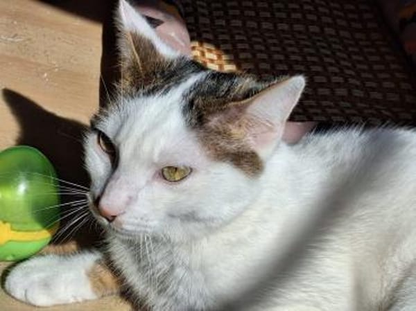 Novo  verschmuster junger Kater sucht Z