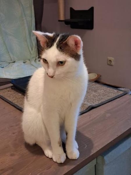Novo  verschmuster junger Kater sucht Z