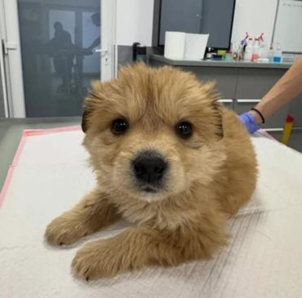 Hope, verspielter Welpe sucht Familie