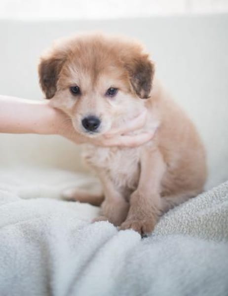 Hope, verspielter Welpe sucht Familie