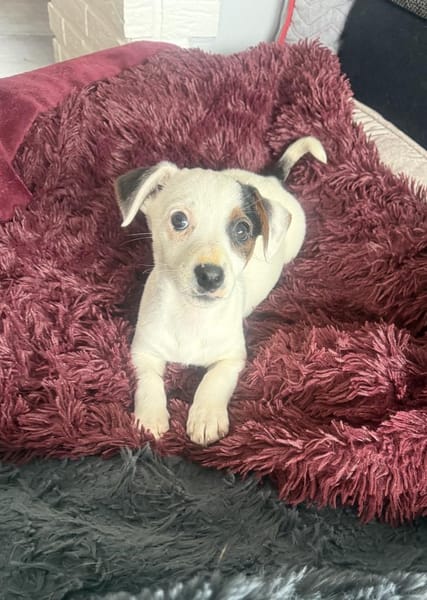 Melodie ein zauberhaftes Mädchen