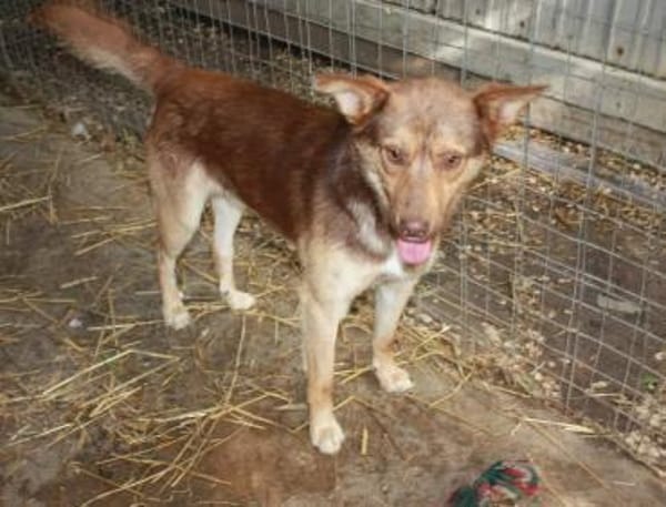 Sam, sucht ein Körbchen