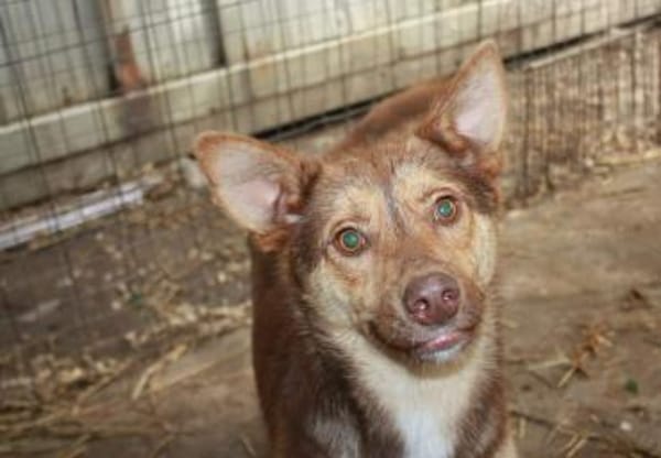 Sam, sucht ein Körbchen