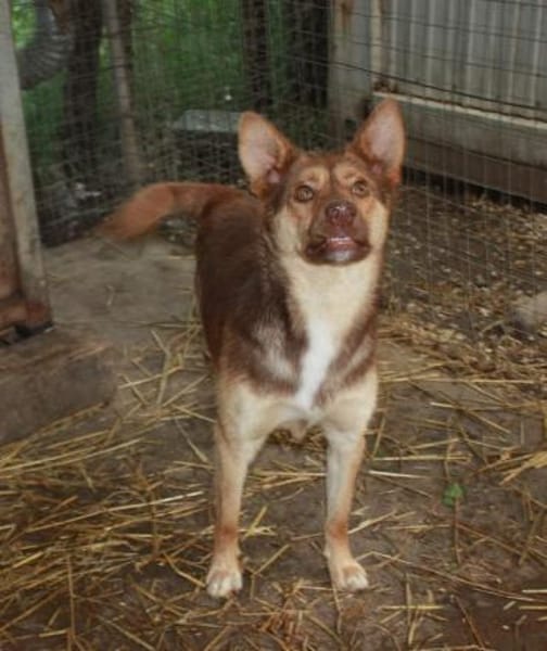 Sam, sucht ein Körbchen