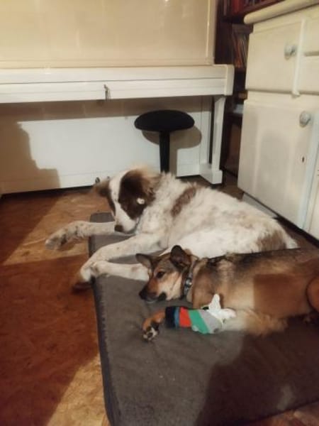 Pax sucht Paten und Spender