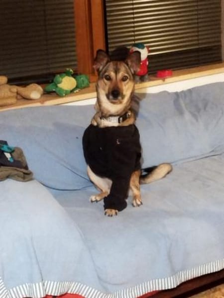 Pax sucht Paten und Spender