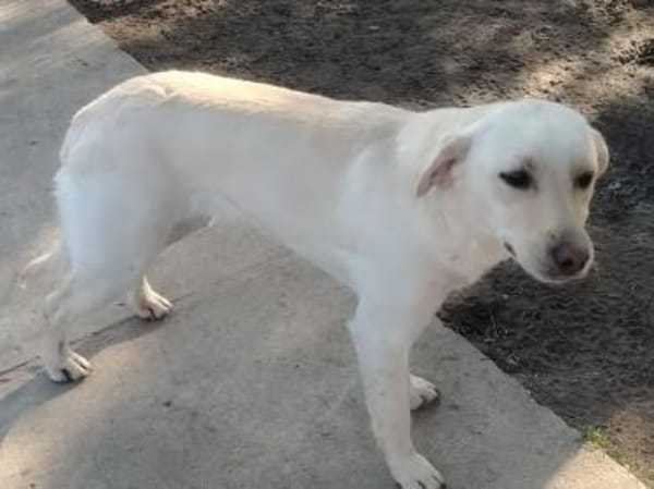 LIMA - geb. ca. 04/2023 - Labrador Mix