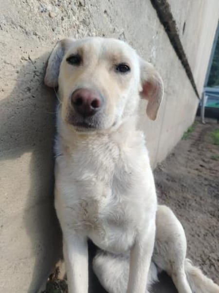 LIMA - geb. ca. 04/2023 - Labrador Mix