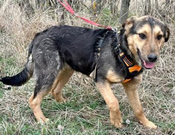 Lexi, lieber Welpe sucht neue Familie