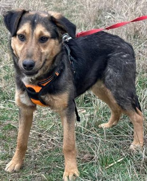 Lexi, lieber Welpe sucht neue Familie