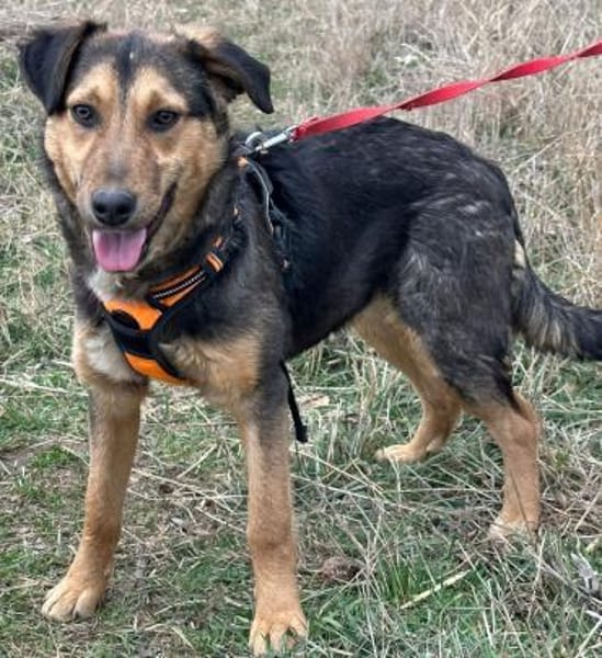 Lexi, lieber Welpe sucht neue Familie