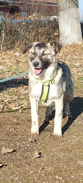 Misty, lieber,offener Welpe sucht Zuhaus