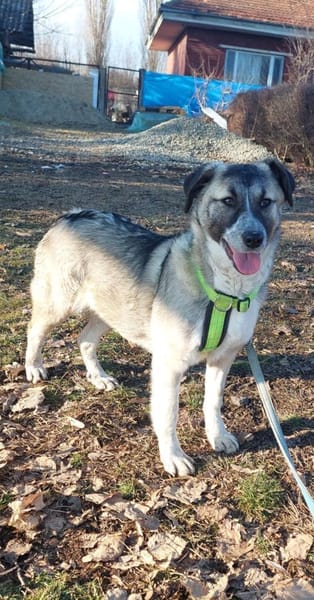 Misty, lieber,offener Welpe sucht Zuhaus