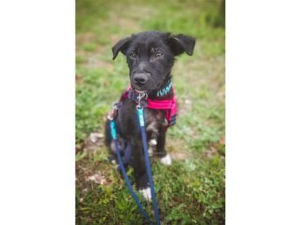 Morvan - wartet in 66113 Saabrücken