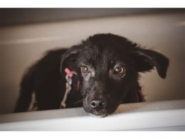 Morvan - wartet in 66113 Saabrücken