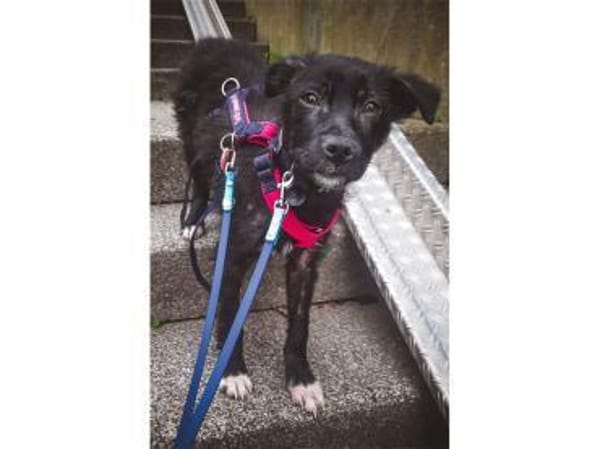 Morvan - wartet in 66113 Saabrücken