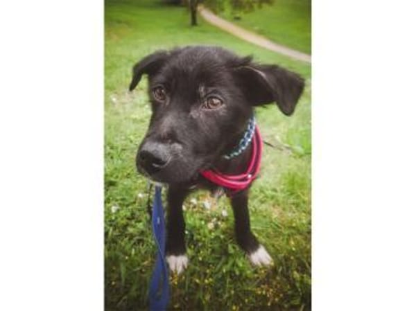 Morvan - wartet in 66113 Saabrücken