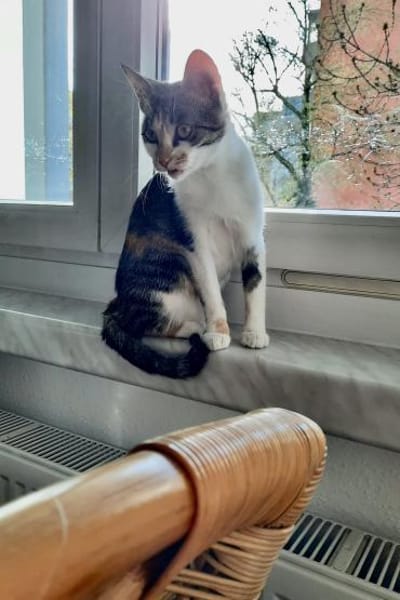 Yara sucht ihr Glück