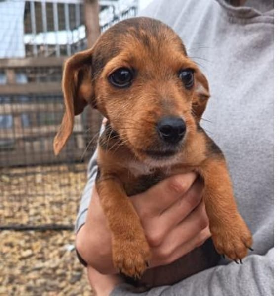 3 kl.Welpen aus der Tötung gerettet