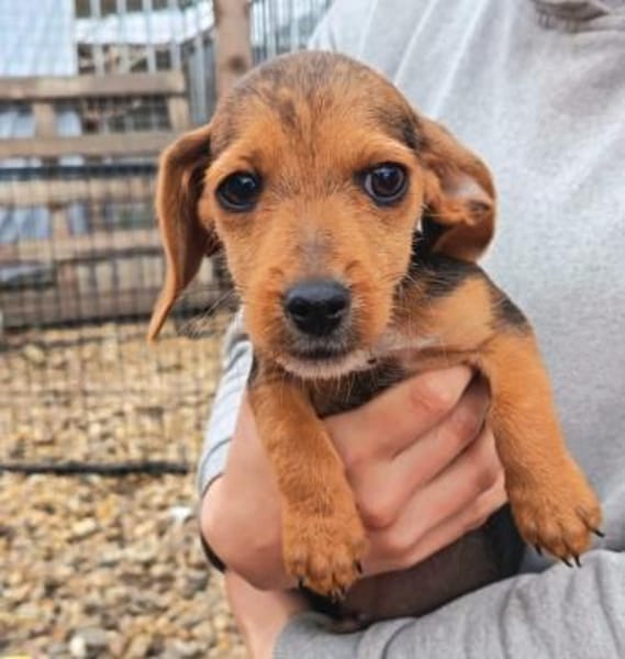 3 kl.Welpen aus der Tötung gerettet
