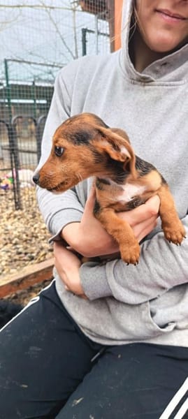 3 kl.Welpen aus der Tötung gerettet