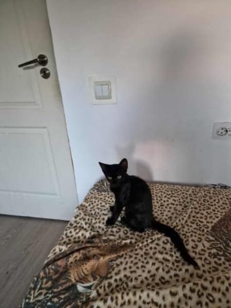 Dalida, kleine schwarze Schönheit