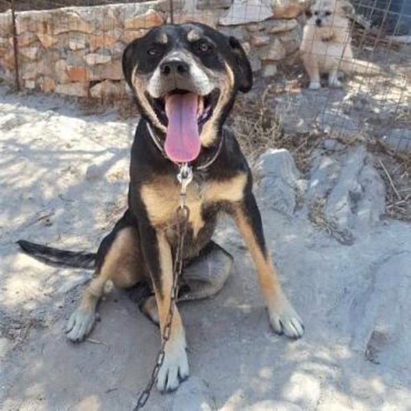 Nemo - verschmuster Senior