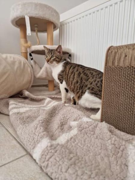 Colin sucht seinen Menschen