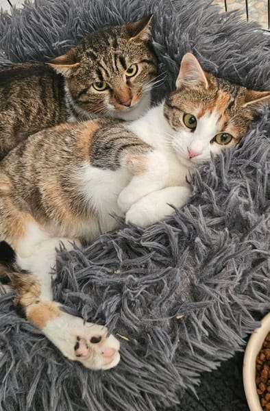 Colin sucht seinen Menschen