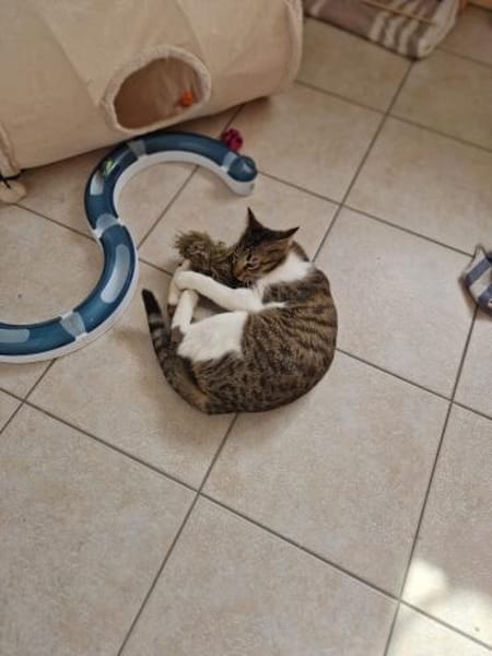 Colin sucht seinen Menschen