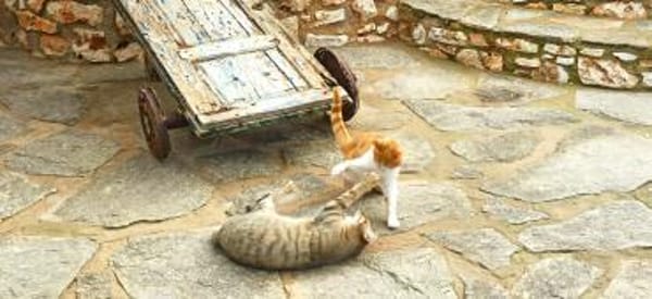 Kleiner Miraculix sucht ein Zuhause!