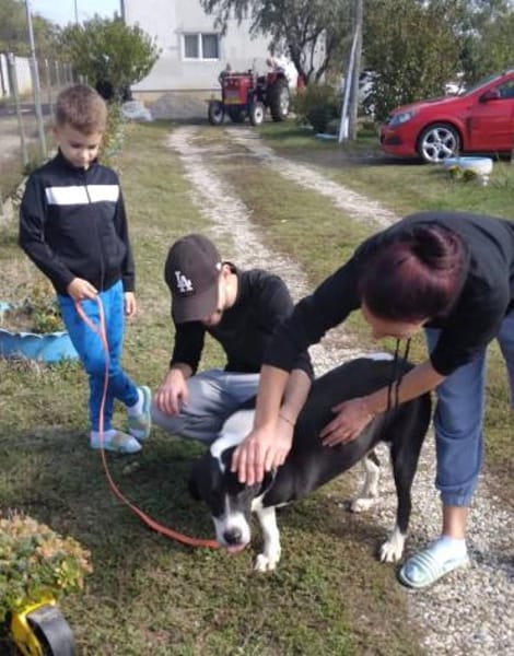 Ozzy, sanfter Riese sucht neues Zuhause