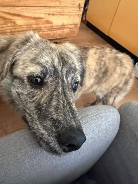 Max sucht ein Zuhause