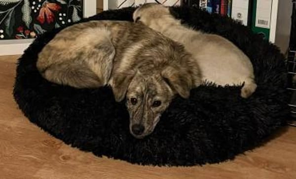 Max sucht ein Zuhause