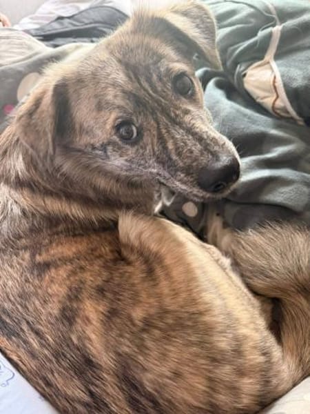 Max sucht ein Zuhause