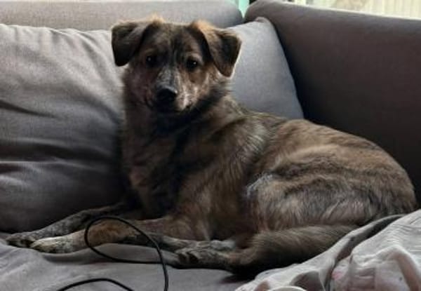 Max sucht ein Zuhause