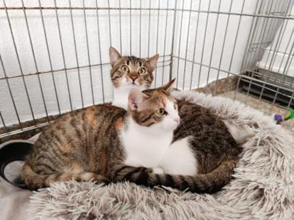 Lumi ist liebevoll und sanft