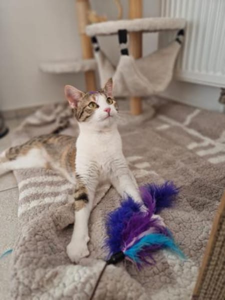 Lumi ist liebevoll und sanft