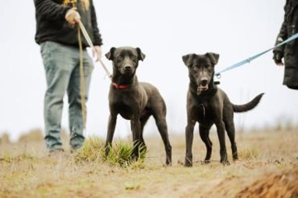 Cézár, fröhlicher Clown, ca. 5 Jahre