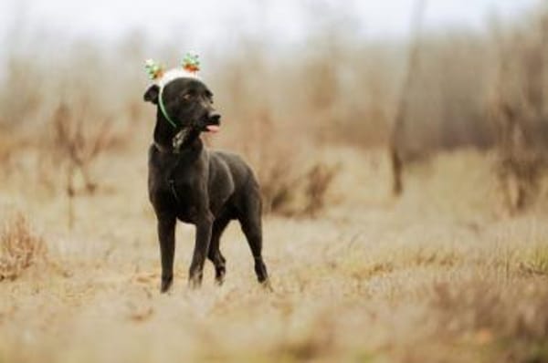 Cézár, fröhlicher Clown, ca. 5 Jahre