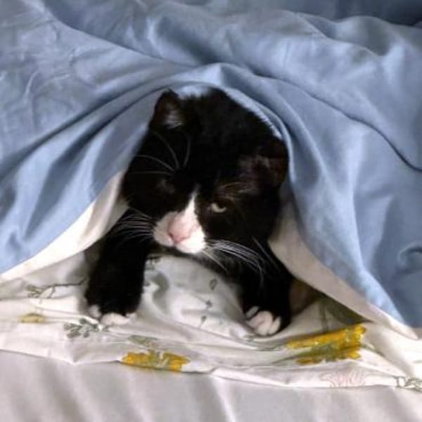 MORLOCK sucht Ankerplatz ohne Crew