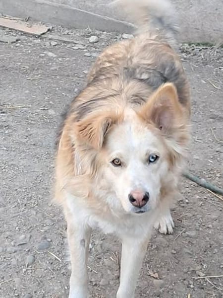 Ronja suche Menschen mit Herz