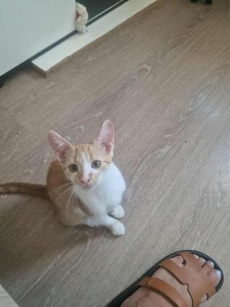 Diamond, ungeschliffener Diamant sucht