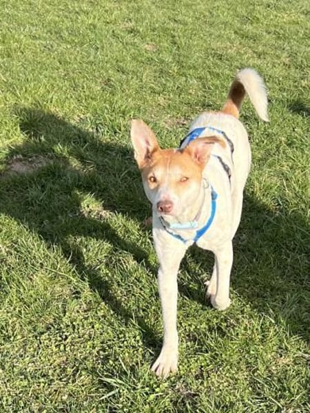 Arko möchte endlich ankommen - bei dir?