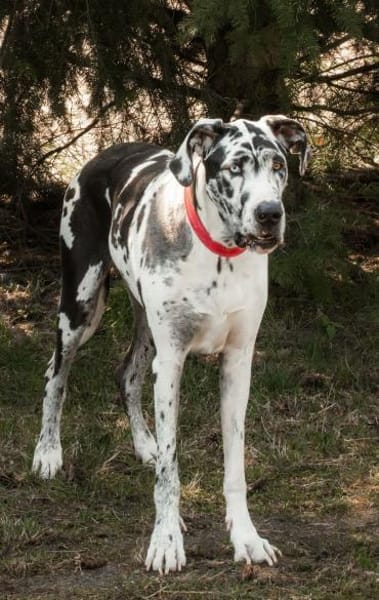 sanfte Schönheit leidet ohne Familie