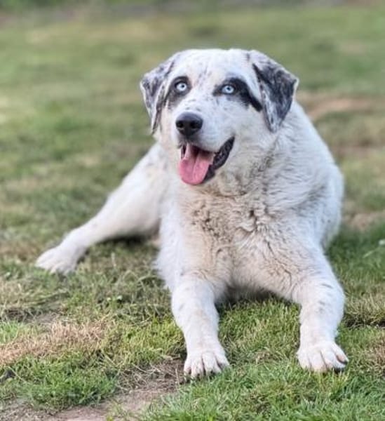 Snow, geb. ca. 06/2023, 47652 Weeze