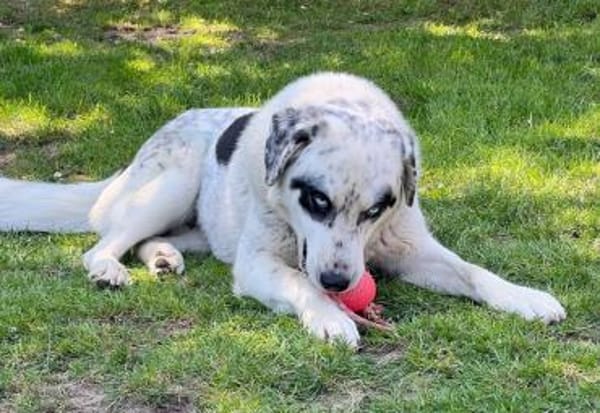 Snow, geb. ca. 06/2023, 47652 Weeze