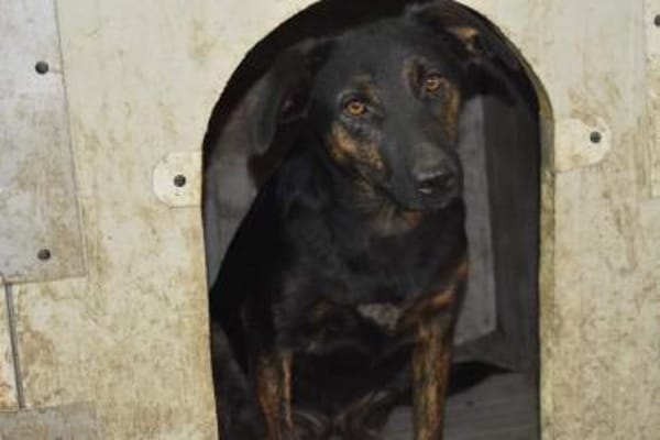 Lucie, Welpenhündin sucht Zuhause