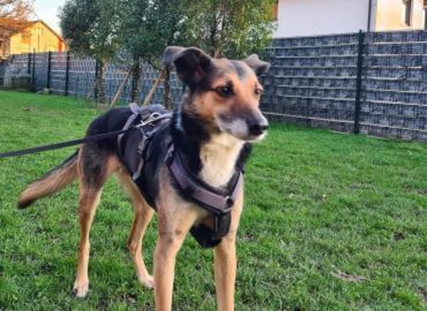 sensibler, superlieber Noah (Tierschutz)