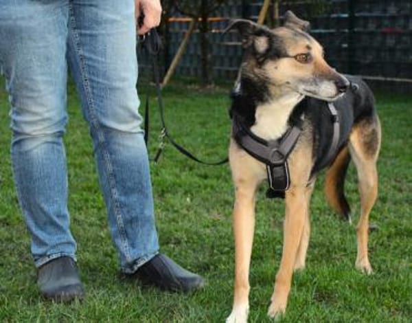 sensibler, superlieber Noah (Tierschutz)